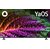 Телевизор LED BBK 65" 65LEX-8235 / UTS2C  (B) Яндекс.ТВ черный 4K Ultra HD 60Hz DVB-T2 DVB-C DVB-S2 USB WiFi Smart TV  (RUS)